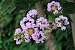 Crape Myrtle - 24
