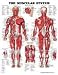 Book The Muscular System (Teach & Learn)
