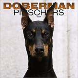 Doberman Pinschers 2004 Calendar