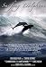 Surfing Dolphins