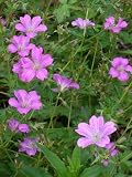 Eigenschaften Dachstauden  / Geranium versicolor - Veraenderlicher Storchschnabel