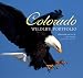 Book Colorado Wildlife Portfolio