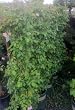 Cecile Brunner Climbing Rose, Five Gallon Container