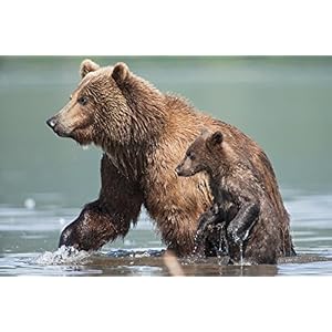 Terre des ours [Blu-ray 3D]