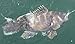 Jigging world Fluke Candy Teaser
