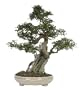 Brussel's Chinese Elm Specimen Bonsai