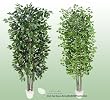 TWO 7' Artificial Trees -Ficus + Gingo with Real Wood Trunks
