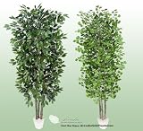 TWO 7' Artificial Trees - Very Full Ficus + Gingo with Real Wood Trunks