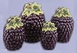 GRAPE 3-D Canisters Set of 4 - GRAPES ^NEW^ Canister