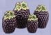 GRAPE 3-D Canisters Set of 4 - GRAPES ^NEW^ Canister