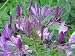 200 VIOLET QUEEN CLEOME (Spider Flower) Cleome Hasslerana Flower Seeds