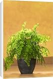 Canvas Prints of LA-757 Maidenhair Fern from Ardea Wildlife Pets