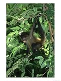 Spider Monkey, Ateles Species, Young Monkey in Tree Pacific Coast, Costa Rica Photographic Poster Print by Brian Kenney, 42x56