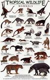 Mammals (Tropical Wildlife Field Guide)