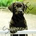 Dogs