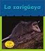 Search : La Zarigueya / Opossums (Que Esta Despierto)