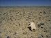 Photo Jigsaw 16x12 (40x30cm) Cracked earth and cattle skull in the Outback of South Australia by Robert Harding