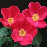 Amazon / Hirts: Roses: Pink Home Run Rose-Black Spot, Powdery Mildew Resistant - Proven Winners