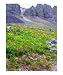 Mountain Wildflowers on Imogene Pass Seasons Photographic Poster Print by Linda Armstrong, 16x20