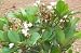 Snow White Indian Hawthorn ( 2 to 3 Year Plants ) 12"-16" Tall, Well Branched