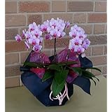 ���i�̏ڍ�