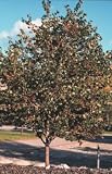 Crataegus phaenopyrum: Washington Hawthorn Seeds