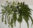 GIANT Spider Plant, Boston Fern, & Orchid Ledge Garden
