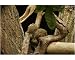 Photographic Print of Pygmy Marmoset from ZSL Print Store