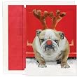 Christmas Bull Dog Christmas Cards
