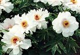 Feng Dan Bai Japanese Tree Peony - Phoenix White