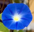 Heavenly Blue Morning...