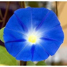 Heavenly Blue Morning Glory 750 Seeds