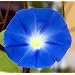 Heavenly Blue Morning Glory 750 Seeds