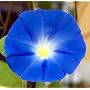 Heavenly Blue Morning Glory 3000 Seeds
