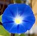 Heavenly Blue Morning Glory 3000 Seeds -UNTREATED/FRESH