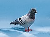 Pigeon Collectible Bird Figurine Decoration Statue Model Figure New