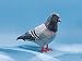 Pigeon Collectible Bird Figurine Decoration Statue Model Figure New