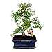 Bonsai orme de Chine - Ulmus parviflora - 8 ans
