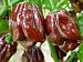 Sehr scharfes Chili mit rauchigem Geschmack - Jamaican hot chocolate - 10 Samen
