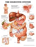 The The Digestive System Anatomical Chart