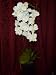Artificial Flowers - Large White Cream Orchid Arti