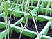 Close up of Flower Seedling - 18