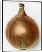 Canvas Prints of Allium Cepa (Onion) Ailsa Craig from Mary Evans