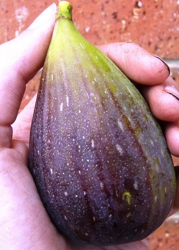 Magnolia Brunswick Edible Fig Plant - Ficus carica - Canning - 4