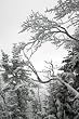 Icy Branches in New York's Adirondack Mountains Photograph - Beautiful 16"x20" Photographic Print by Brendan Reals
