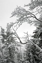 Icy Branches in New York's Adirondack Mountains Photograph - Beautiful 16"x20" Photographic Print by Brendan Reals