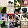 365 Days of Pugs 2005 Wall Calendar