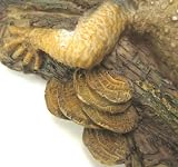 Gorgeous Lifelike Iguana Garden Statue Lizard Decor