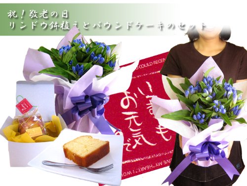 【9/21出荷限り】遅れてごめんね　リンドウ鉢植えとパウンドケーキのセット【本州お届け 送料無料】【敬老の日】【お祝い・記念日・誕生日・フラワーギフト】