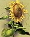 Kristi Jorgensen Sunflower Art Print POSTER RARE OOP - 16